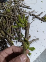 Wood branch King Mulberry yellow mulberry tree small man evil evil old mulberry branch feng shui tomb carving mulberry wood