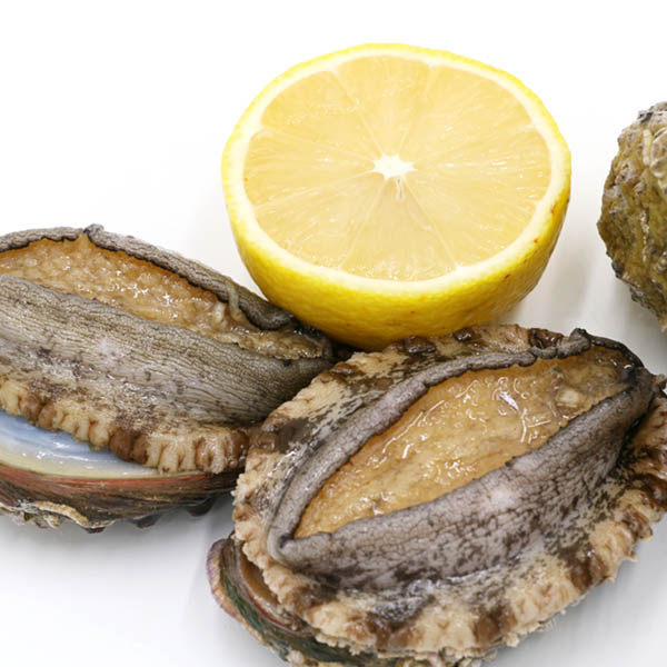 威海产鲍鱼鲜活小鲍鱼1斤18-22只新鲜野生捕捞大鲍鱼买2斤送福_7折