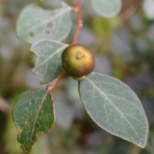 黑面 云南中草药批发 跳八丈 大戟科钝叶黑面神小柿子 野生小面瓜