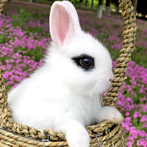 Rabbit live Pygmy Rabbit Mini Teacup Rabbit Live purebred Dutch Dodge Rabbit Small pet rabbit does not grow big
