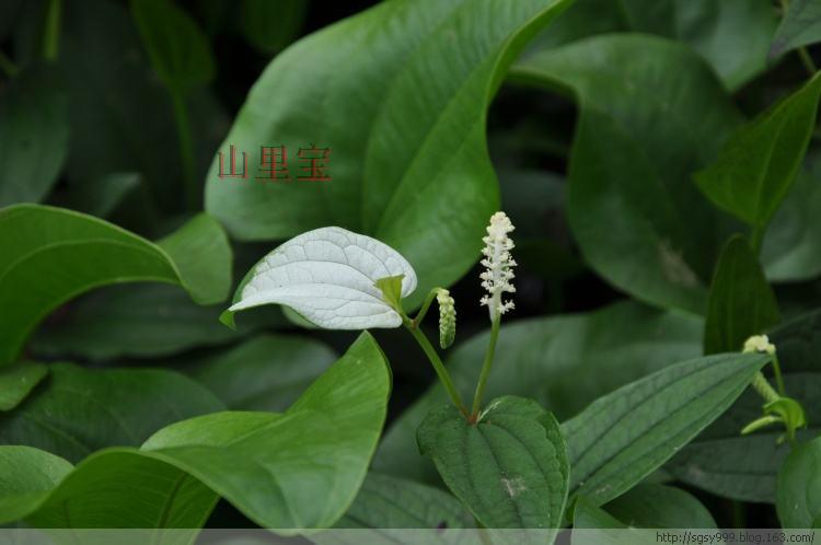 现采新鲜正品中药材 天性草 三白草水木通五路白白水鸡可发顺丰