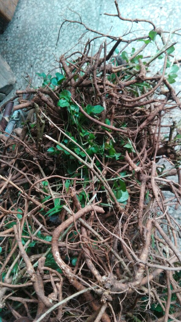 晒干 深山采挖的苦刺根 狼牙刺 苦刺 三叶苦刺 三叶刺 三加皮