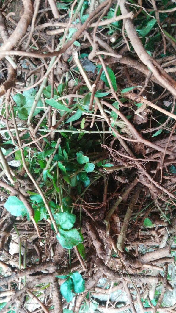 晒干 深山采挖的苦刺根 狼牙刺 苦刺 三叶苦刺 三叶刺 三加皮