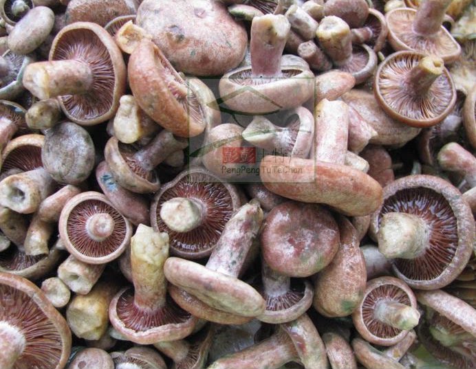 湘西特产新鲜枞菌 松树菌 野生乌枞树菌 重阳菌三九菇 寒菌雁鹅菌