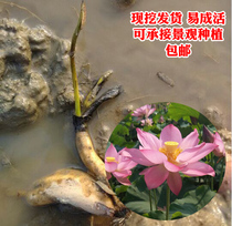 (5 plants) lotus root seedlings large ornamental lotus seeds potted lotus pond water white lotus seed root seedlings