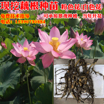 Now dig large lotus seedlings Root high yield space Lotus 36 seedlings aquatic ornamental lotus seed landscape seeds