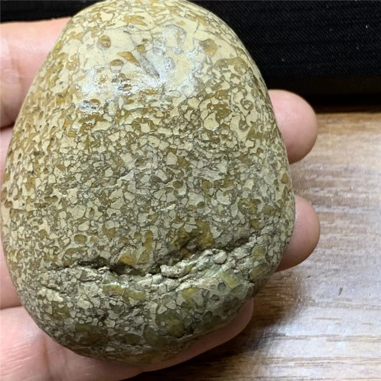 法螺天珠原石,海螺化石,不二,螺纹清晰明显,原汁原味,玉化好,油润.