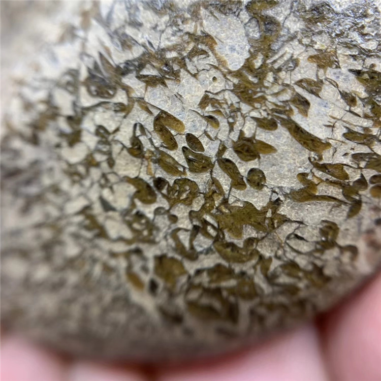 法螺天珠原石,海螺化石,不二,螺纹清晰明显,原汁原味,玉化好,油润.