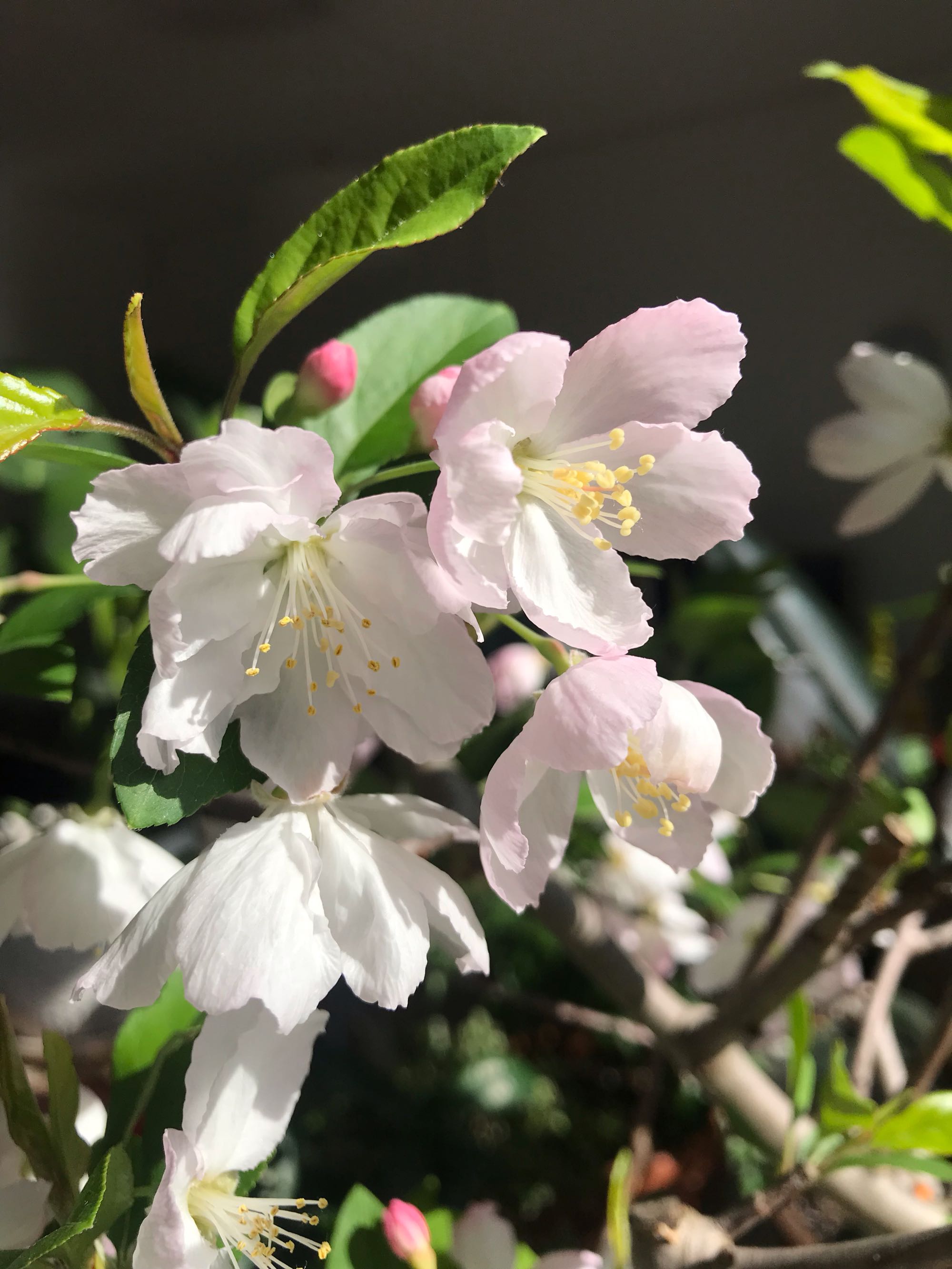 带花苞的海棠花，想要开花多，要这样处理18