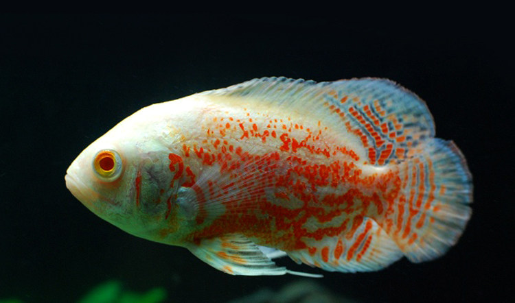 黑地图白地图鱼猪仔鱼花猪鱼中大型淡水鱼热带宠物观赏鱼活体包邮