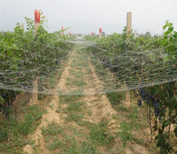 防鸟网果园池塘家禽网养殖网鸡网批发尼龙网围栏网渔网围网爬藤网