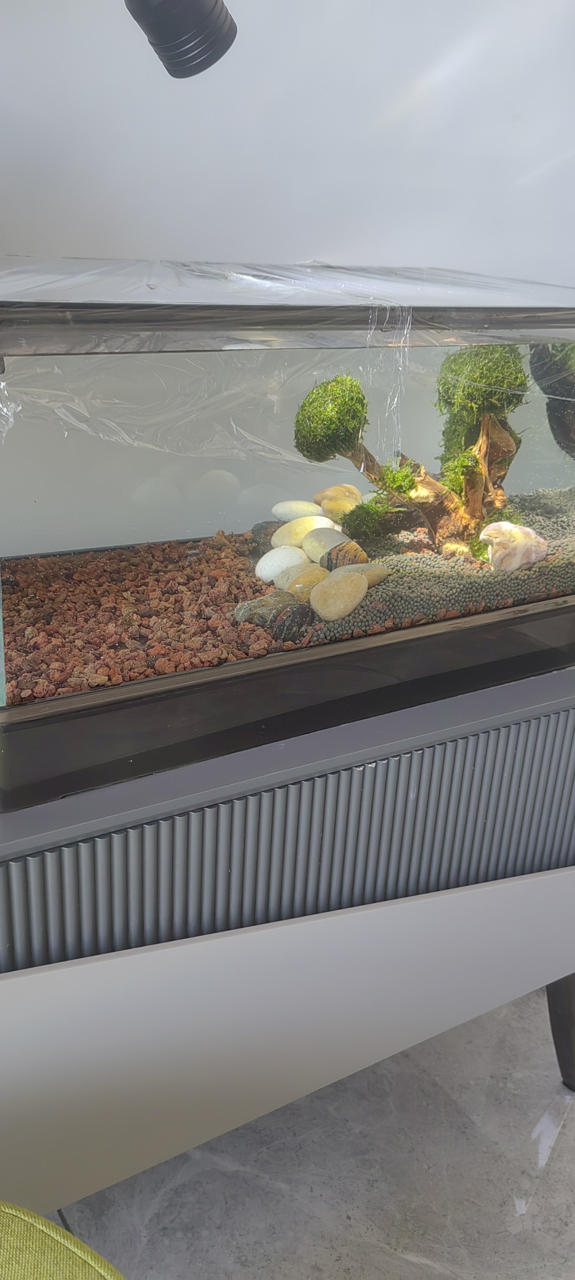 莫斯树成品懒人造景水族箱鱼缸造景迎客松水草活体植物新手好养