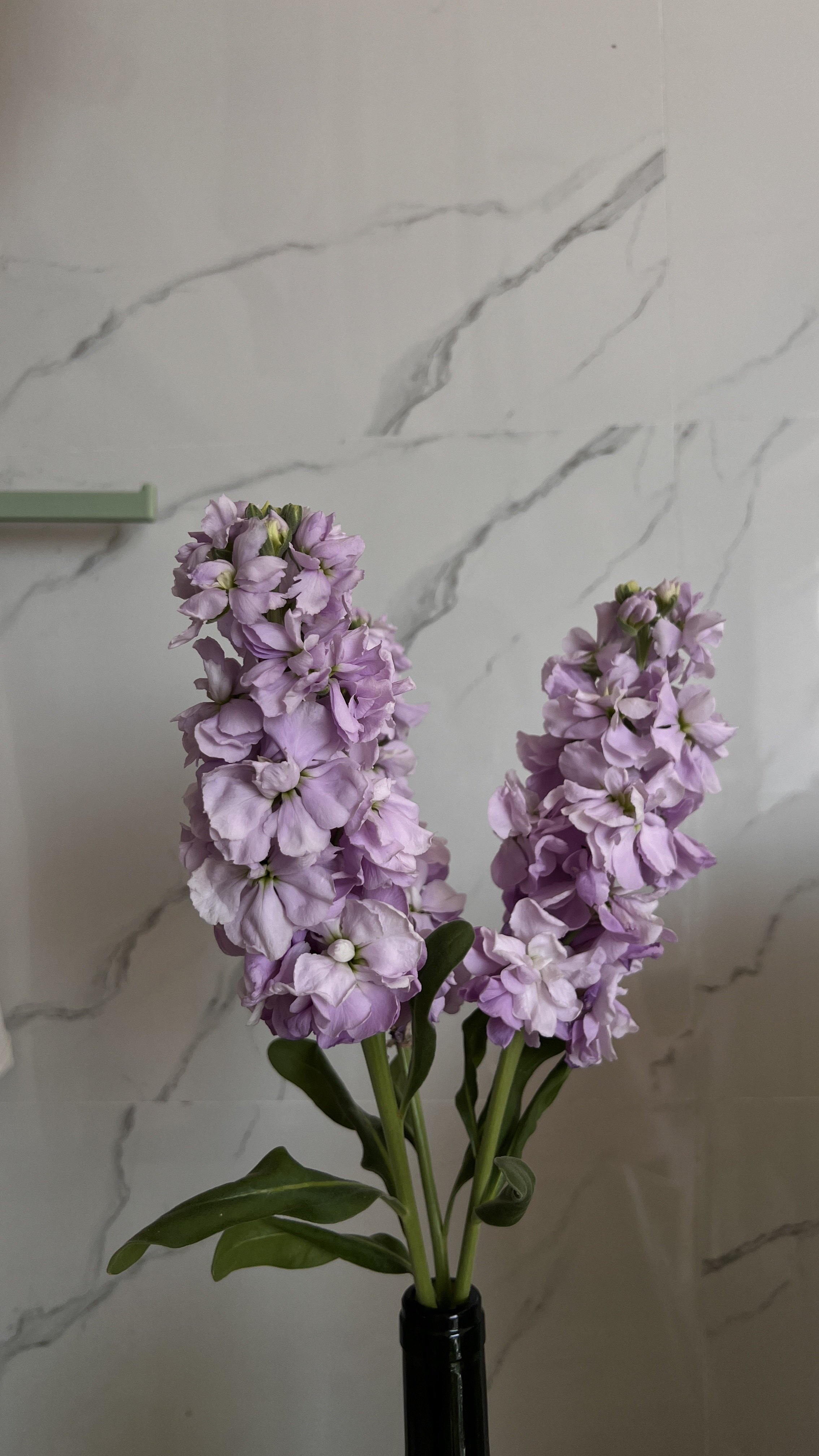 紫罗兰鲜花水养家庭插花鲜花花店批发货源平台