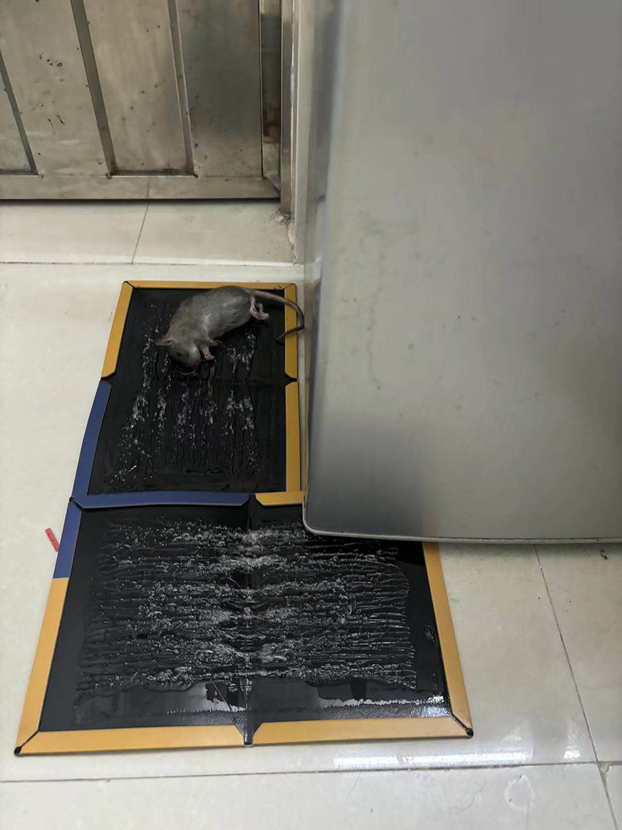 老鼠板强力粘鼠板超强家用沾鼠黏胶大张正品号加大厚耗子粘板