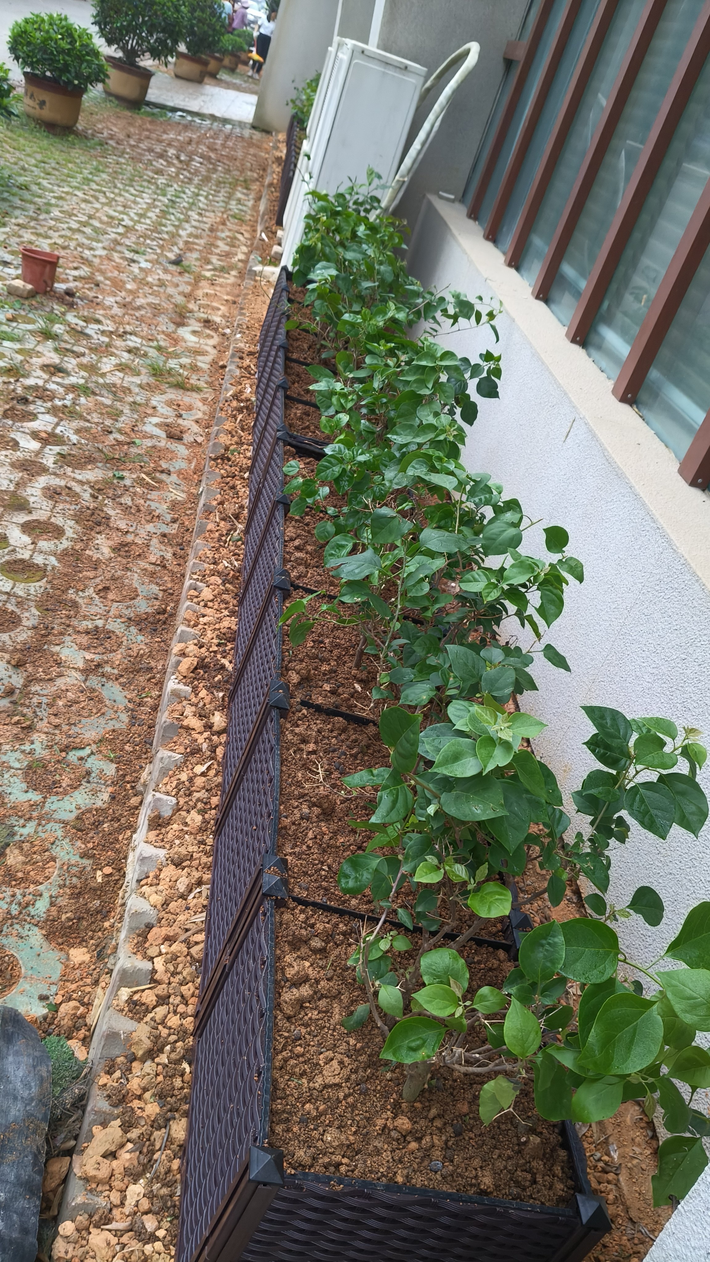 蔬菜种植箱家庭室内阳台种菜盆户外特大码长方形花箱花盆花槽花架