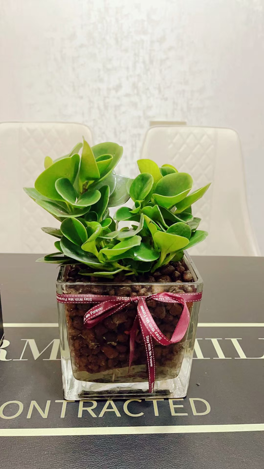 水培植物豆瓣绿盆栽四季常青室内桌面绿植碧玉好养净化空气吸甲醛