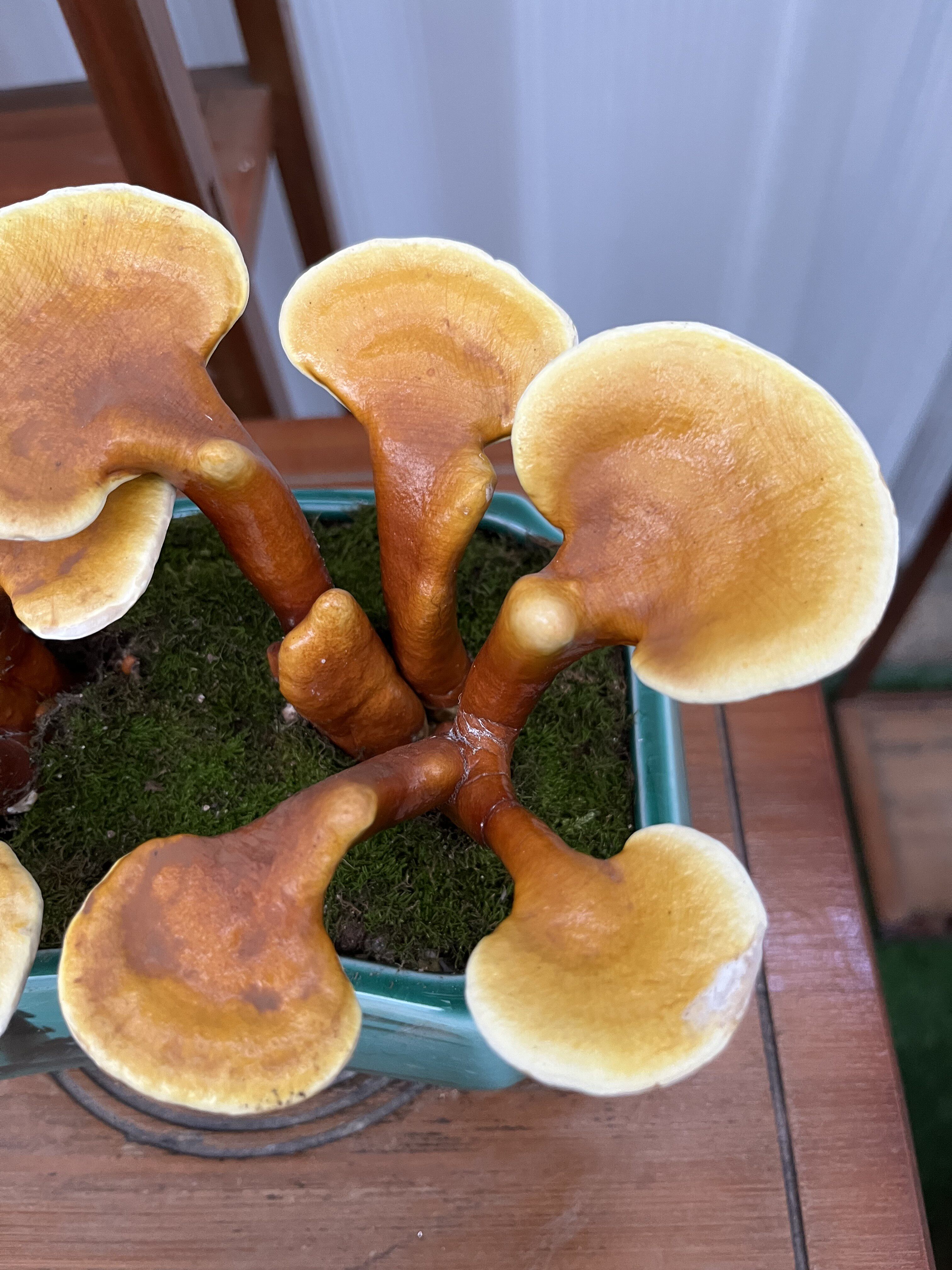 开花季节无高度15厘米植物品种灵芝是否含花盆带盆栽好适用空间客厅