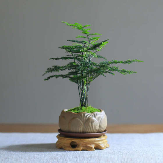 Premium bamboo potted plants purify air green plants all seasons good for maintenance, radiation prevention, leaf viewing, creative bonsai living room office desk
Premium bamboo potted plants purify air green plants all seasons good for maintenance, radiation prevention, leaf viewing, creative bonsai living room office desk