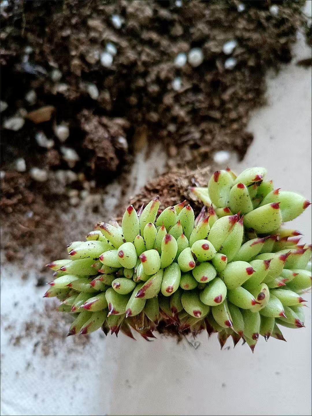 虎鲸多肉艾克魂缀化多肉植物虎鲸缀化可以一物一拍景天
