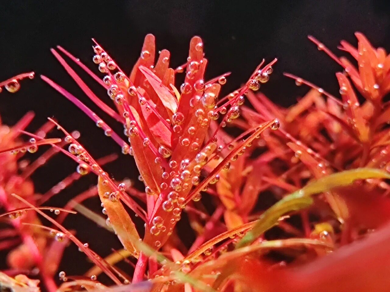 水下叶宫廷草系列丹麦血红宫廷黄金宫廷绿宫廷日本宫廷云端粉红宫