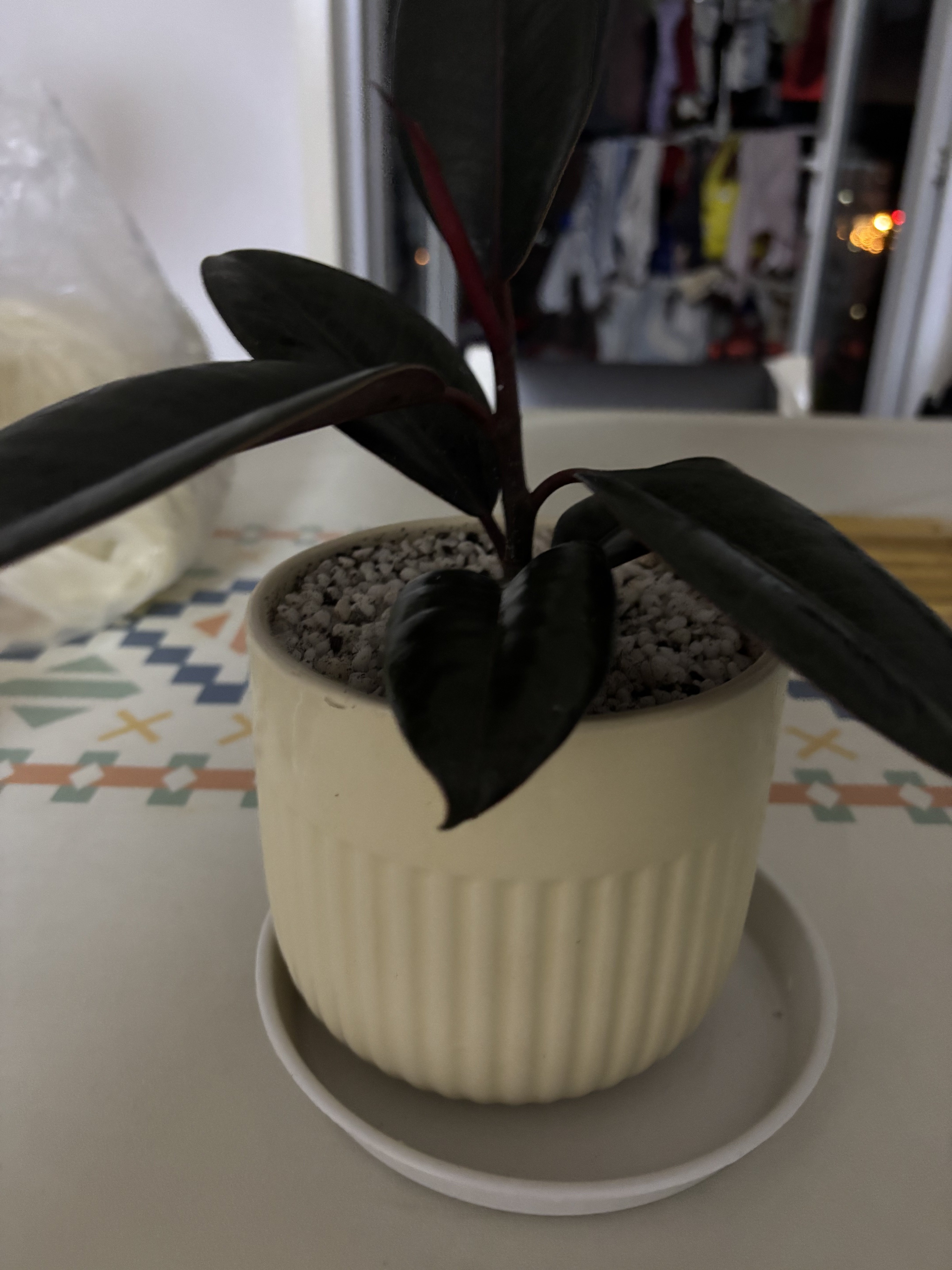 黑金刚橡皮树盆栽净化空气室内绿植吸甲醛办公桌盆栽防辐射植物