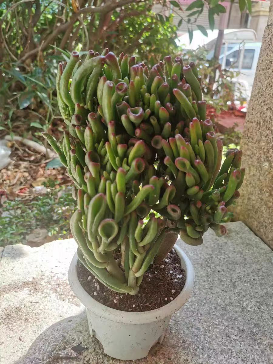 多肉植物发财树吸财树老桩寓意招财进宝客厅阳台好养活筒叶花月