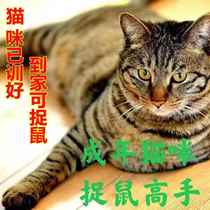 Chinese pastoral cat calico cat black cat native cat domestic cat internet celebrity orange cat young cat white cat black cat cow kitten