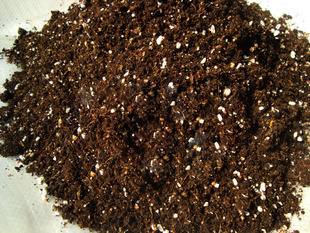 多肉植物营养土/培育土/育苗土.培养基质扦插播种用土