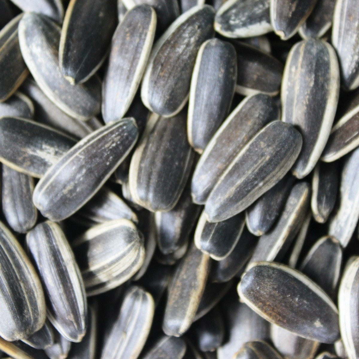 长白山炒瓜子葵花籽自家手工现炒原味大瓜子饱满500g两斤起包邮