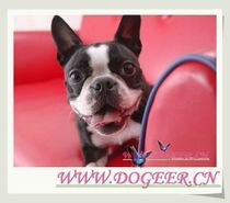 Pet consignment Pet transportation Air consignment pet Zhuhai to the whole country