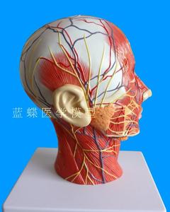 头面部附脑血管神经模型 颈部解剖学 头面神经