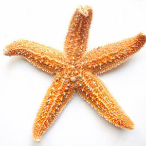 海星*海五星 中药材泡酒料 抗肿瘤抗炎 调节免