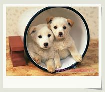 Pet consignment Pet transportation Air consignment pet Huizhou to the whole country Air freight