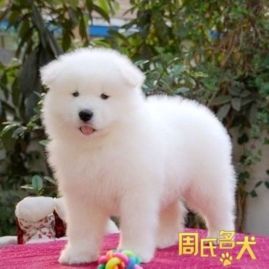 cku犬舍 纯种 澳版 萨摩耶 幼犬 雪橇犬 自家繁育 宠物犬 出售_7折