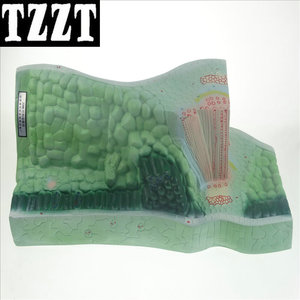 叶构造模型 J33006 初中、高中生物实验仪器