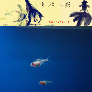 热带观赏鱼红肚玻璃鱼 草缸精品群游鱼 1.5cm