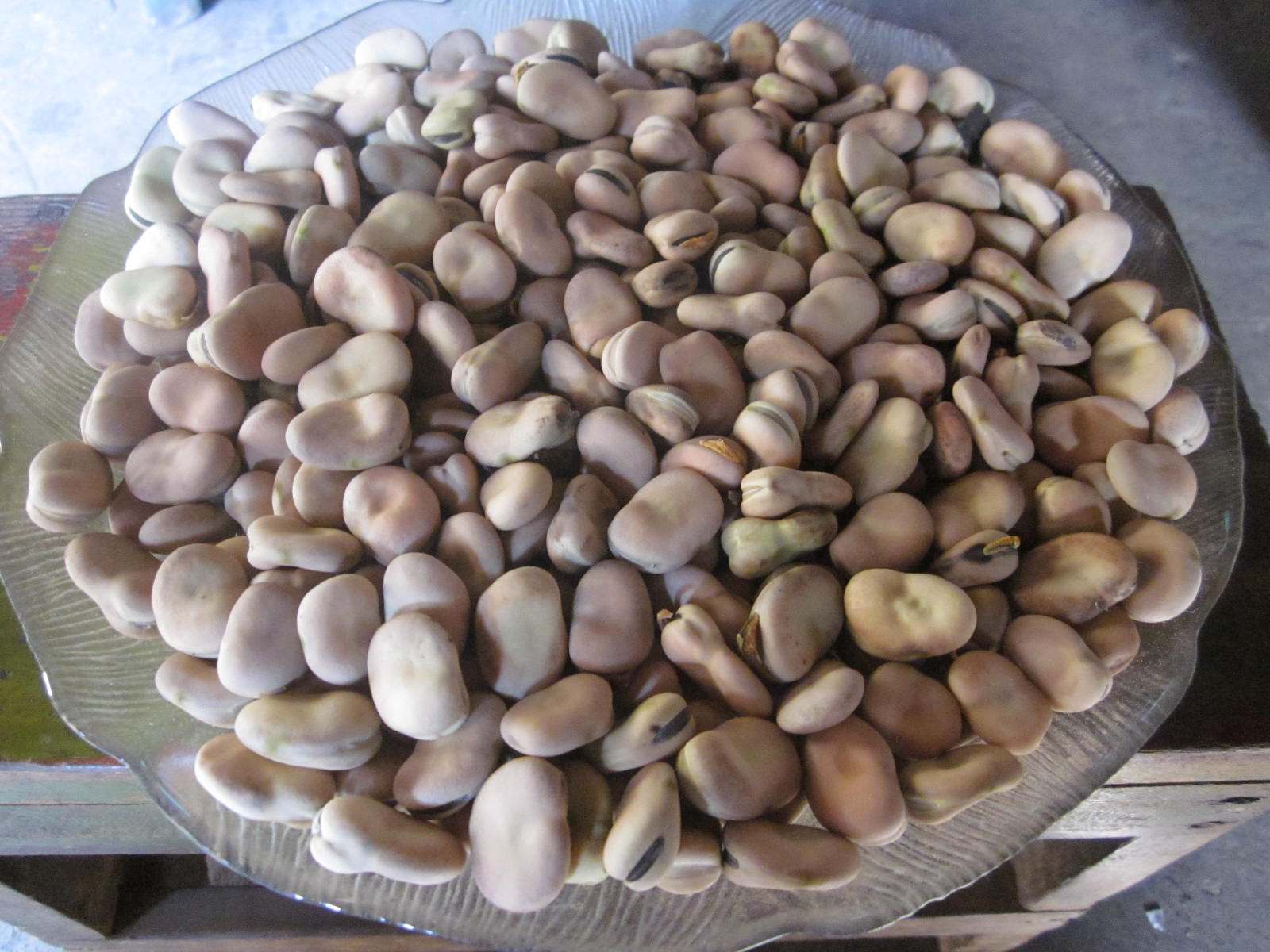 农家自家产摘的野生蚕豆 生蚕豆 干蚕豆胡豆