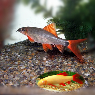 活体 观赏鱼彩虹鲨鱼 淡水鱼 红鳍鲨中小型鲨鱼 宠物鲨鱼 热带鱼活体