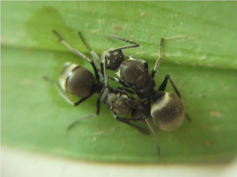 梅氏多刺蚁(polyrhachis illaudata)‖拍前请咨询_7折现价28元