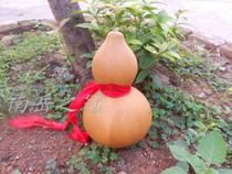 Pure natural gourd (Na Cai Zhaofu)Decoration decoration home gourd not bitter without calligraphy and painting about 1400ml