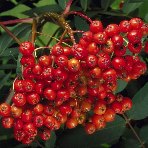 山丁子盆栽室内苗花卉阳台花观花植物