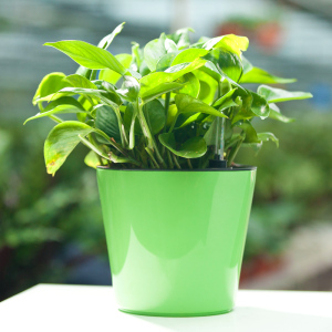 遇花园大叶绿萝小盆栽绿植四季花草室内绿色植