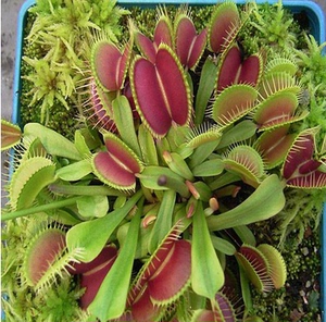 捕蝇草种子 捕苍蝇 食虫植物花卉 小盆栽种子盒