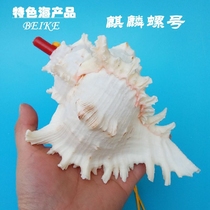 Natural shell conch Home decoration Childrens toys Birthday gifts gifts natural original ecology can be blown