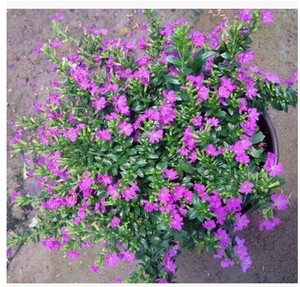 花卉植物 红花满天星盆栽 四季长青 多花 花期长 带花发货优惠价9.90-16.80元,花卉植物精心为您挑选-麦尔网购导航-网购宝