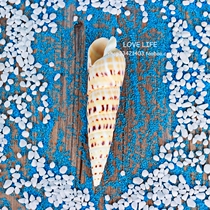 Natural bamboo shoots snail bamboo brown spot bamboo shoots 15cm conch shell fish tank landscaping home marine decoration wedding props