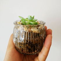 Retro trumpet flowerpot glass flowerpot small plant planting flowerpot flowerpot flowerpot with hole