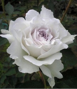 屋檐的春天日月 加百利大天使月季花苗 很香 颜