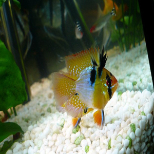 荷兰凤凰球鱼、凤凰球 荷兰凤凰鱼 短鲷类 热带