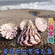 Natural Sea Snail Shells Horseshoe Golden Snail Fish Tank Decoration Terrace Wall Stickup to Decorative Tricks of the Town Residence Residence Decoration Pendulum